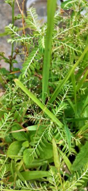 Doğa konsepti, Lades Kemiği Çiçeği Rengi. Doğa yaprakları, yeşil tropikal orman, arka plan resimleme konsepti. Pachysandra terminaline yakın plan - yeşil doğa arka plan, doku. Güneşli bir günde yeşil yaprak. ıslak yeşil 