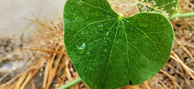 Doğa konsepti, Lades Kemiği Çiçeği Rengi. Doğa yaprakları, yeşil tropikal orman, arka plan resimleme konsepti. Pachysandra terminaline yakın plan - yeşil doğa arka plan, doku. Güneşli bir günde yeşil yaprak. ıslak yeşil 