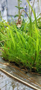 Beyaz arka planda ıslak yeşil yapraklar, üst manzara. Pachysandra terminaline yakın plan - yeşil doğa arka plan, doku. Güneşli bir günde yeşil yaprak. Güneşin vurduğu taze, güzel bir yaprak. Bitkinin çok güzel bir... 