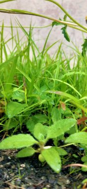 Beyaz arka planda ıslak yeşil yapraklar, üst manzara. Pachysandra terminaline yakın plan - yeşil doğa arka plan, doku. Güneşli bir günde yeşil yaprak. Güneşin vurduğu taze, güzel bir yaprak. Bitkinin çok güzel bir... 