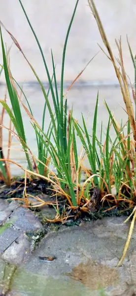 Beyaz arka planda ıslak yeşil yapraklar, üst manzara. Pachysandra terminaline yakın plan - yeşil doğa arka plan, doku. Güneşli bir günde yeşil yaprak. Güneşin vurduğu taze, güzel bir yaprak. Bitkinin çok güzel bir... 