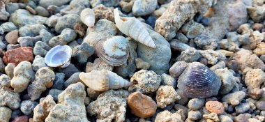 Nehir suyundaki çakıl taşlarının soyut arkaplanı. Nehir kıyısındaki deniz kabuğu. Denizde bir tatil. Doğada tatiller. Nehir kıyısındaki deniz kabuğu. Denizde bir tatil. Doğada tatiller. Sonbahar deniz kabuğunda kumsalda çakıl taşlarının yakın çekimi 