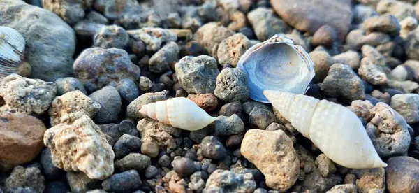 Abstrakt Bakgrund Pebbles Och Stenar Flodvatten Seashell Flodstranden Semester Vid Royaltyfria Stockfoton