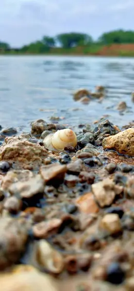 abstract background of Pebbles and stones in river water. Seashell on the river bank. Vacation at the sea. Vacations in nature. Seashell on the river bank. Vacation at the sea. Vacations in nature. Close-up of pebbles on the beach in autumn Seashell