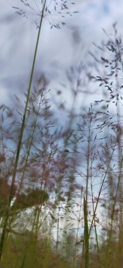 Yakından temiz yaprak izole edilmiş. Yeşil yaprak dokusu. Doğal olarak yeryüzüne saçılmış canlı yeşil yaprakların yakın çekim görüntüleri doğayı, büyümeyi ve yenilenmeyi sembolize eden taze ve organik bir arka plan oluşturuyor. yeşil yapraklar yakın plan