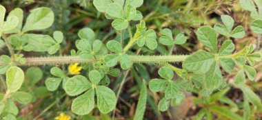 Yakından temiz yaprak izole edilmiş. Yeşil yaprak dokusu. Doğal olarak yeryüzüne saçılmış canlı yeşil yaprakların yakın çekim görüntüleri doğayı, büyümeyi ve yenilenmeyi sembolize eden taze ve organik bir arka plan oluşturuyor. yeşil yapraklar yakın plan