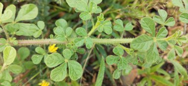Yakından temiz yaprak izole edilmiş. Yeşil yaprak dokusu. Doğal olarak yeryüzüne saçılmış canlı yeşil yaprakların yakın çekim görüntüleri doğayı, büyümeyi ve yenilenmeyi sembolize eden taze ve organik bir arka plan oluşturuyor. yeşil yapraklar yakın plan