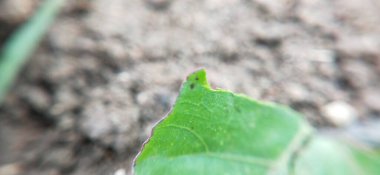 Doğal ışığa yakın taze yeşil yapraklar, büyümeyi, çevre dostu temaları ve refah, çevre ve manzara projelerini sembolize ediyor. Doğal bir çayırda açan kır çiçeklerinin güzel yakın görüntüsü, tazeliği simgeliyor., 