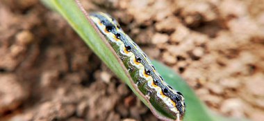 Doğal ışığa yakın taze yeşil yapraklar, büyümeyi, çevre dostu temaları ve refah, çevre ve manzara projelerini sembolize ediyor. Doğal bir çayırda açan kır çiçeklerinin güzel yakın görüntüsü, tazeliği simgeliyor., 