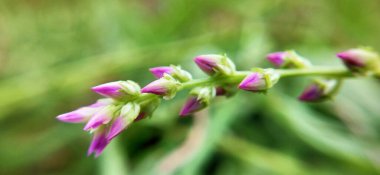 Doğal ışığa yakın taze yeşil yapraklar, büyümeyi, çevre dostu temaları ve refah, çevre ve manzara projelerini sembolize ediyor. Doğal bir çayırda açan kır çiçeklerinin güzel yakın görüntüsü, tazeliği simgeliyor., 
