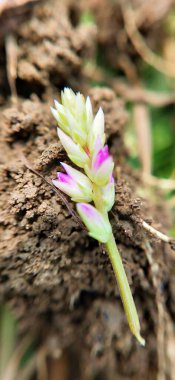 Taze yeşil yapraklar üzerinde sürünen minik yaprak yiyen böceklerin olduğu narin pembe çiçeklerin yakın çekim makro görüntüsü. Doğa, ekoloji, biyolojik çeşitlilik, vahşi yaşam, çevre çalışmaları, bahçe işleri ve böcek davranışları stoku projeleri için mükemmel. Yakın plan çiçek.