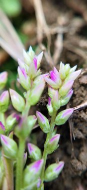 Taze yeşil yapraklar üzerinde sürünen minik yaprak yiyen böceklerin olduğu narin pembe çiçeklerin yakın çekim makro görüntüsü. Doğa, ekoloji, biyolojik çeşitlilik, vahşi yaşam, çevre çalışmaları, bahçe işleri ve böcek davranışları stoku projeleri için mükemmel. Yakın plan çiçek.