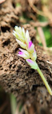 Taze yeşil yapraklar üzerinde sürünen minik yaprak yiyen böceklerin olduğu narin pembe çiçeklerin yakın çekim makro görüntüsü. Doğa, ekoloji, biyolojik çeşitlilik, vahşi yaşam, çevre çalışmaları, bahçe işleri ve böcek davranışları stoku projeleri için mükemmel. Yakın plan çiçek.