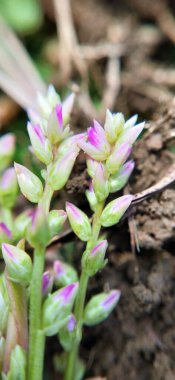Taze yeşil yapraklar üzerinde sürünen minik yaprak yiyen böceklerin olduğu narin pembe çiçeklerin yakın çekim makro görüntüsü. Doğa, ekoloji, biyolojik çeşitlilik, vahşi yaşam, çevre çalışmaları, bahçe işleri ve böcek davranışları stoku projeleri için mükemmel. Yakın plan çiçek.