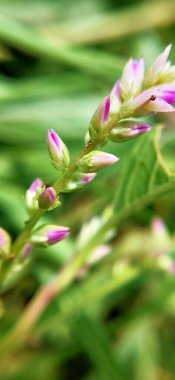 Taze yeşil yapraklar üzerinde sürünen minik yaprak yiyen böceklerin olduğu narin pembe çiçeklerin yakın çekim makro görüntüsü. Doğa, ekoloji, biyolojik çeşitlilik, vahşi yaşam, çevre çalışmaları, bahçe işleri ve böcek davranışları stoku projeleri için mükemmel. Yakın plan çiçek.