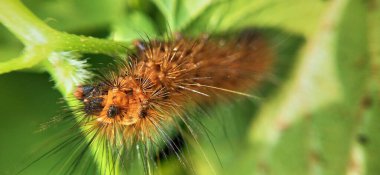 Taze yeşil yapraklar üzerinde sürünen minik yaprak yiyen böceklerin olduğu narin pembe çiçeklerin yakın çekim makro görüntüsü. Doğa, ekoloji, biyolojik çeşitlilik, vahşi yaşam, çevre çalışmaları, bahçe işleri ve böcek davranışları stoku projeleri için mükemmel. Yakın plan çiçek.