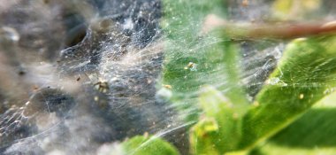 Taze yeşil yapraklar üzerinde sürünen minik yaprak yiyen böceklerin olduğu narin pembe çiçeklerin yakın çekim makro görüntüsü. Doğa, ekoloji, biyolojik çeşitlilik, vahşi yaşam, çevre çalışmaları, bahçe işleri ve böcek davranışları stoku projeleri için mükemmel. Yakın plan çiçek.
