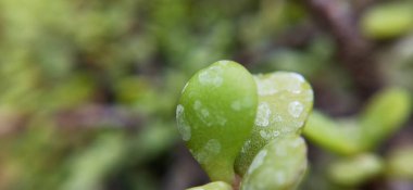 Yaz mevsiminde yeşil bir çayırdaki güzel kır çiçekleri. Doğal arka plan. kır çiçekleri ve papatya çiçekleri, gelincik çiçekleri, mavi güneşli gökyüzü, kelebek ve arı çiçekleri yaz manzarası. Yabani çiçeklerle haşhaş karışımı.