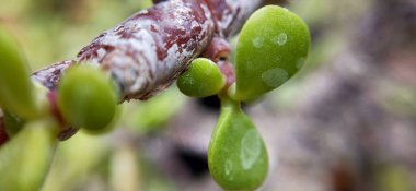 Yaz mevsiminde yeşil bir çayırdaki güzel kır çiçekleri. Doğal arka plan. kır çiçekleri ve papatya çiçekleri, gelincik çiçekleri, mavi güneşli gökyüzü, kelebek ve arı çiçekleri yaz manzarası. Yabani çiçeklerle haşhaş karışımı.