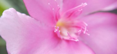 Yaz mevsiminde yeşil bir çayırdaki güzel kır çiçekleri. Doğal arka plan. kır çiçekleri ve papatya çiçekleri, gelincik çiçekleri, mavi güneşli gökyüzü, kelebek ve arı çiçekleri yaz manzarası. Yabani çiçeklerle haşhaş karışımı.