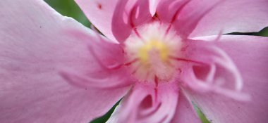 Yaz mevsiminde yeşil bir çayırdaki güzel kır çiçekleri. Doğal arka plan. kır çiçekleri ve papatya çiçekleri, gelincik çiçekleri, mavi güneşli gökyüzü, kelebek ve arı çiçekleri yaz manzarası. Yabani çiçeklerle haşhaş karışımı.