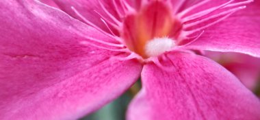 Yaz mevsiminde yeşil bir çayırdaki güzel kır çiçekleri. Doğal arka plan. kır çiçekleri ve papatya çiçekleri, gelincik çiçekleri, mavi güneşli gökyüzü, kelebek ve arı çiçekleri yaz manzarası. Yabani çiçeklerle haşhaş karışımı.