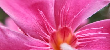 Güneşli bir sabahın erken saatlerinde çayır çiçekleri. Klasik sonbahar manzarası. Renkli güzel sonbahar çiçekleri büyülü. Bahçede açan güzel kozmos çiçekleri İsviçre 'nin Maloja Geçidi' nin sarı çiçekleri. Gölde güzel yabani çiçekler