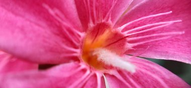 Güneşli bir sabahın erken saatlerinde çayır çiçekleri. Klasik sonbahar manzarası. Renkli güzel sonbahar çiçekleri büyülü. Bahçede açan güzel kozmos çiçekleri İsviçre 'nin Maloja Geçidi' nin sarı çiçekleri. Gölde güzel yabani çiçekler