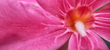 Güneşli bir sabahın erken saatlerinde çayır çiçekleri. Klasik sonbahar manzarası. Renkli güzel sonbahar çiçekleri büyülü. Bahçede açan güzel kozmos çiçekleri İsviçre 'nin Maloja Geçidi' nin sarı çiçekleri. Gölde güzel yabani çiçekler