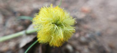 Güneşli bir sabahın erken saatlerinde çayır çiçekleri. Klasik sonbahar manzarası. Renkli güzel sonbahar çiçekleri büyülü. Bahçede açan güzel kozmos çiçekleri İsviçre 'nin Maloja Geçidi' nin sarı çiçekleri. Gölde güzel yabani çiçekler