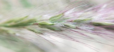 Güneşli bir sabahın erken saatlerinde çayır çiçekleri. Klasik sonbahar manzarası. Renkli güzel sonbahar çiçekleri büyülü. Bahçede açan güzel kozmos çiçekleri İsviçre 'nin Maloja Geçidi' nin sarı çiçekleri. Gölde güzel yabani çiçekler