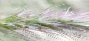 Güneşli bir sabahın erken saatlerinde çayır çiçekleri. Klasik sonbahar manzarası. Renkli güzel sonbahar çiçekleri büyülü. Bahçede açan güzel kozmos çiçekleri İsviçre 'nin Maloja Geçidi' nin sarı çiçekleri. Gölde güzel yabani çiçekler