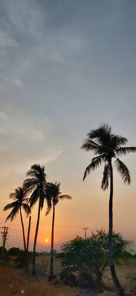 Two palm trees silhouette on sunset tropical. Silhouette coconut palm trees on beach at sunset. Vintage tone. branches of coconut palms under blue sky. Silhouettes of palm trees against the sky during a tropical sunset. Alone tree on meadow at sunset