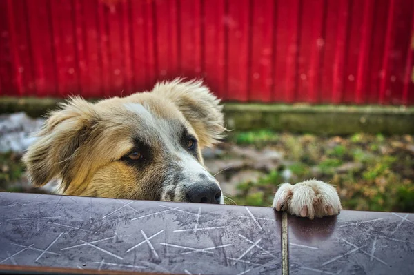 Closeup picture of a dog at the window. Mixed breed shepherd holding its paws on the sill. Pet in the garden with a red fence on the back.