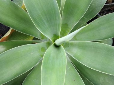 Agave Attanuata bitkileri, yapraklarının kenarlarında beyaz yapraklar bulunan sivri yapraklar şeklinde bir özelliğe sahip süs bitkisidir.