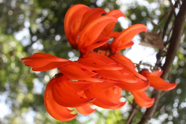 Ornamental plant Tiger nail flower or Flame of irian Orrchid (Mucuna Novaeguineae). Orange colored flowers with blured background. Closeup view.