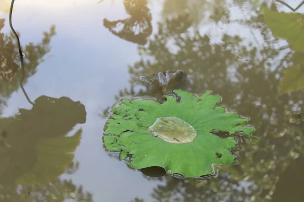 池の睡蓮 ブンガテラタイ — ストック写真