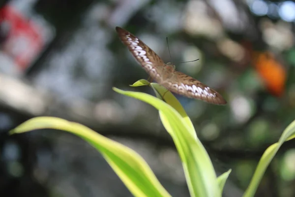 Schmetterling Auf Einem Blatt Mit Defokussiertem Hintergrund — Stockfoto