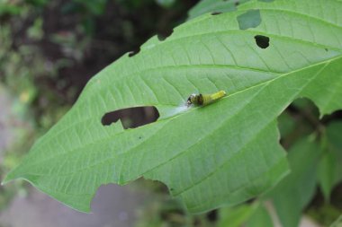 Kısmen yenmiş yapraklı yeşil bir yaprak üzerinde tırtıl (Graphium Agamemnon). Odaklanmamış arkaplan