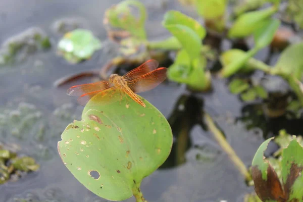 Orangefarbene Libelle Auf Grünem Blatt Teich — Stockfoto