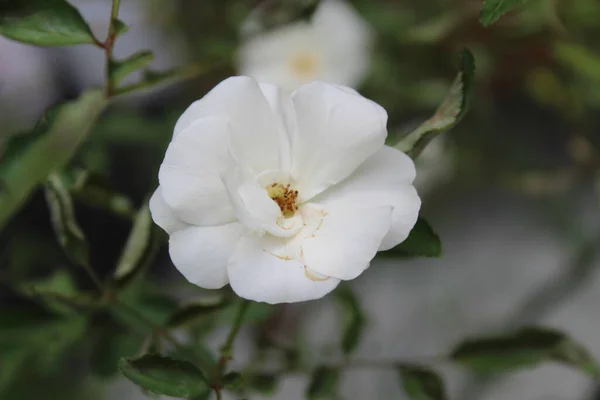 Rosas Brancas Jardim Com Fundo Desfocado — Fotografia de Stock