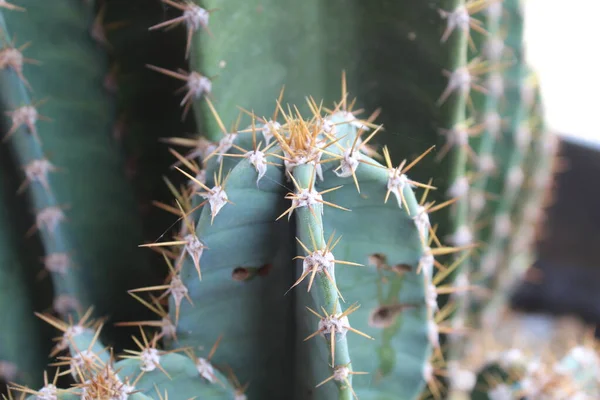 Close View Cactus Sharp Thorns Fresh Green Nature — Stock Photo, Image
