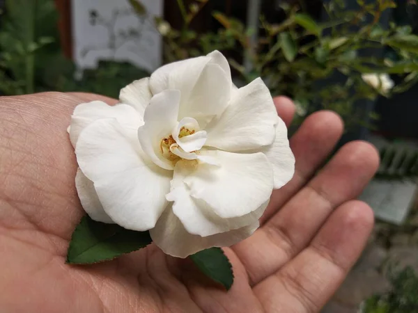 Una Rosa Blanca Mano Con Fondo Desenfocado —  Fotos de Stock