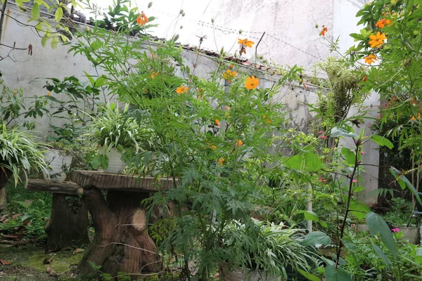 Hermosa Simple Decoración Del Jardín Frente Casa —  Fotos de Stock