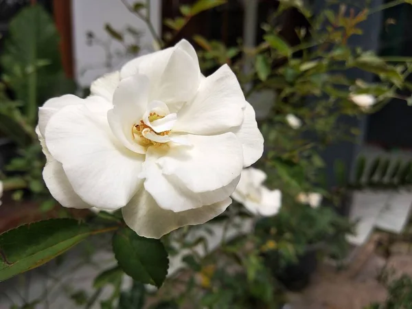 Rose Bianche Giardino Con Sfondo Sfocato — Foto Stock