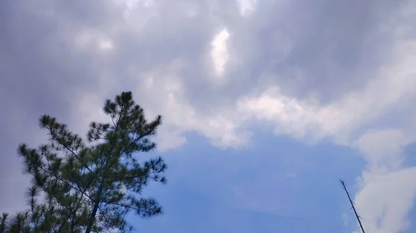 Зеленые Деревья Облачное Голубое Небо Снятое Низкого Ракурса — стоковое фото