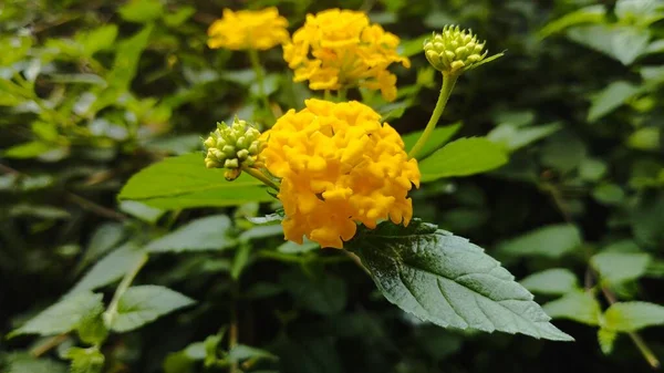 Lantana camara bitkileri turuncu-sarı çiçekleri ve yeşil yaprakları gösteriyor