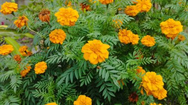 Bahçedeki güzel Marigold ya da Tagetes Erecta çiçeklerinin yakın fotoğrafını çek.