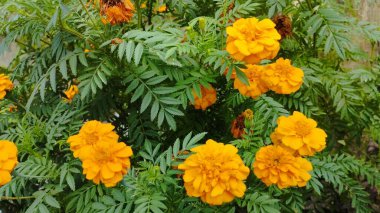 Bahçedeki güzel Marigold ya da Tagetes Erecta çiçeklerinin yakın fotoğrafını çek.