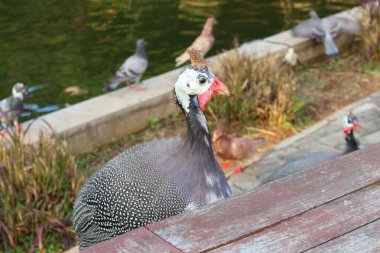 Photo of a helmeted guinea fowl with a blurred pond and pigeon background clipart